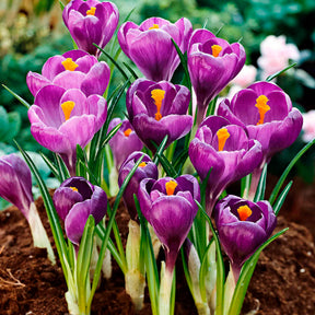 50 bulbes mellifères mauves et blancs  - Crocus Flower Record, Muscari ameniacum, Iris Purple Hill, Hyacinth Woodstock, Scilla siberica alba - Willemse