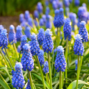 Bulbes à floraison printanière - 50 bulbes mellifères mauves et blancs  - Crocus Flower Record, Muscari ameniacum, Iris Purple Hill, Hyacinth Woodstock, Scilla siberica alba