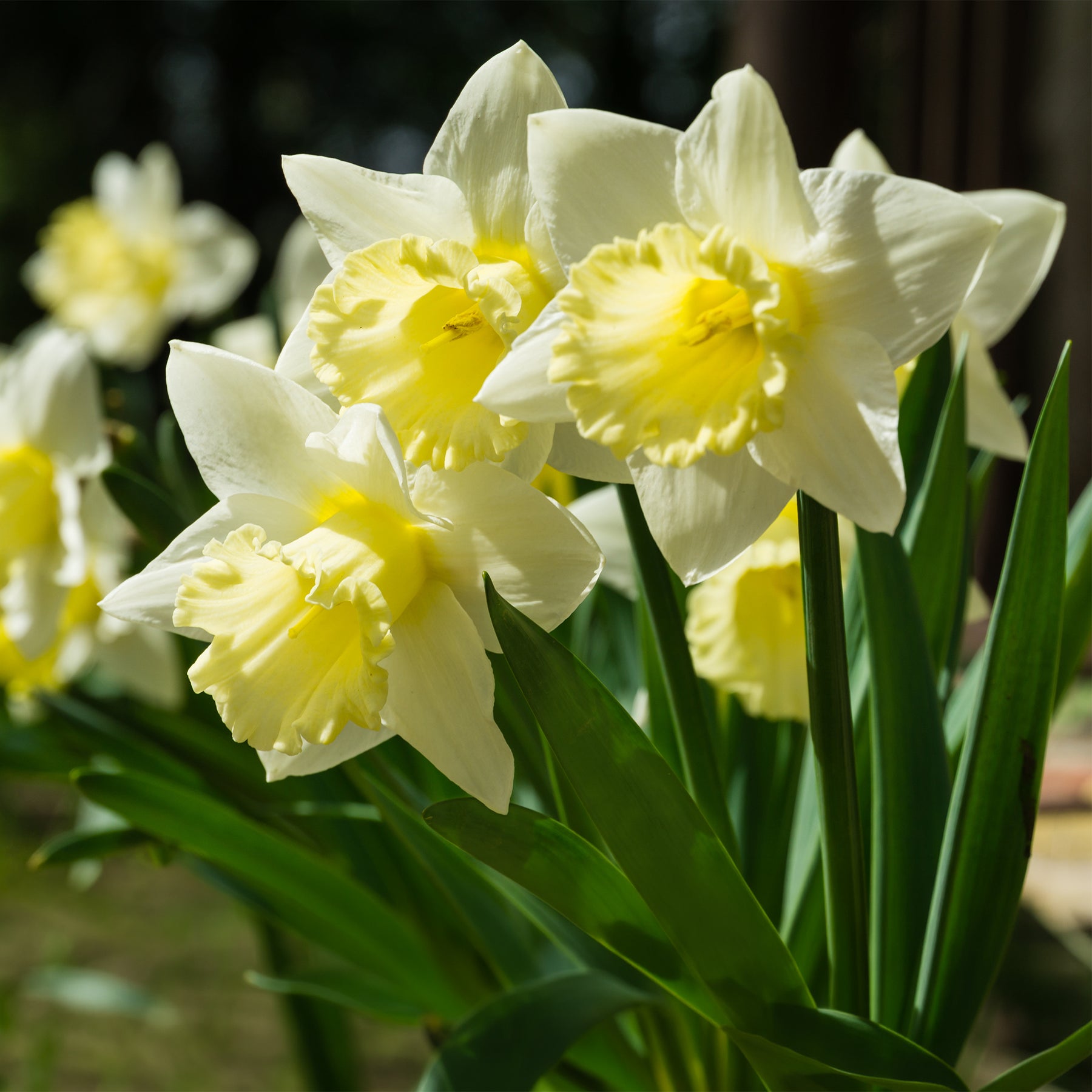 Narcissus Mount Hood - Narcisse Mount Hood - Narcisse