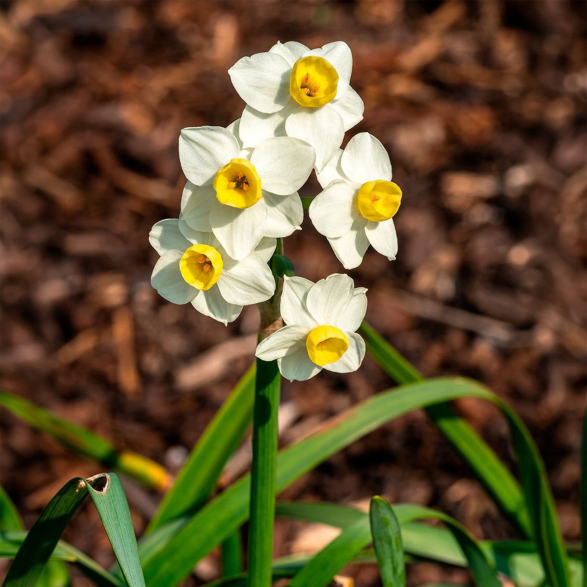 Narcisse  Avalanche - Willemse