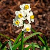 Narcisse  Avalanche - Willemse