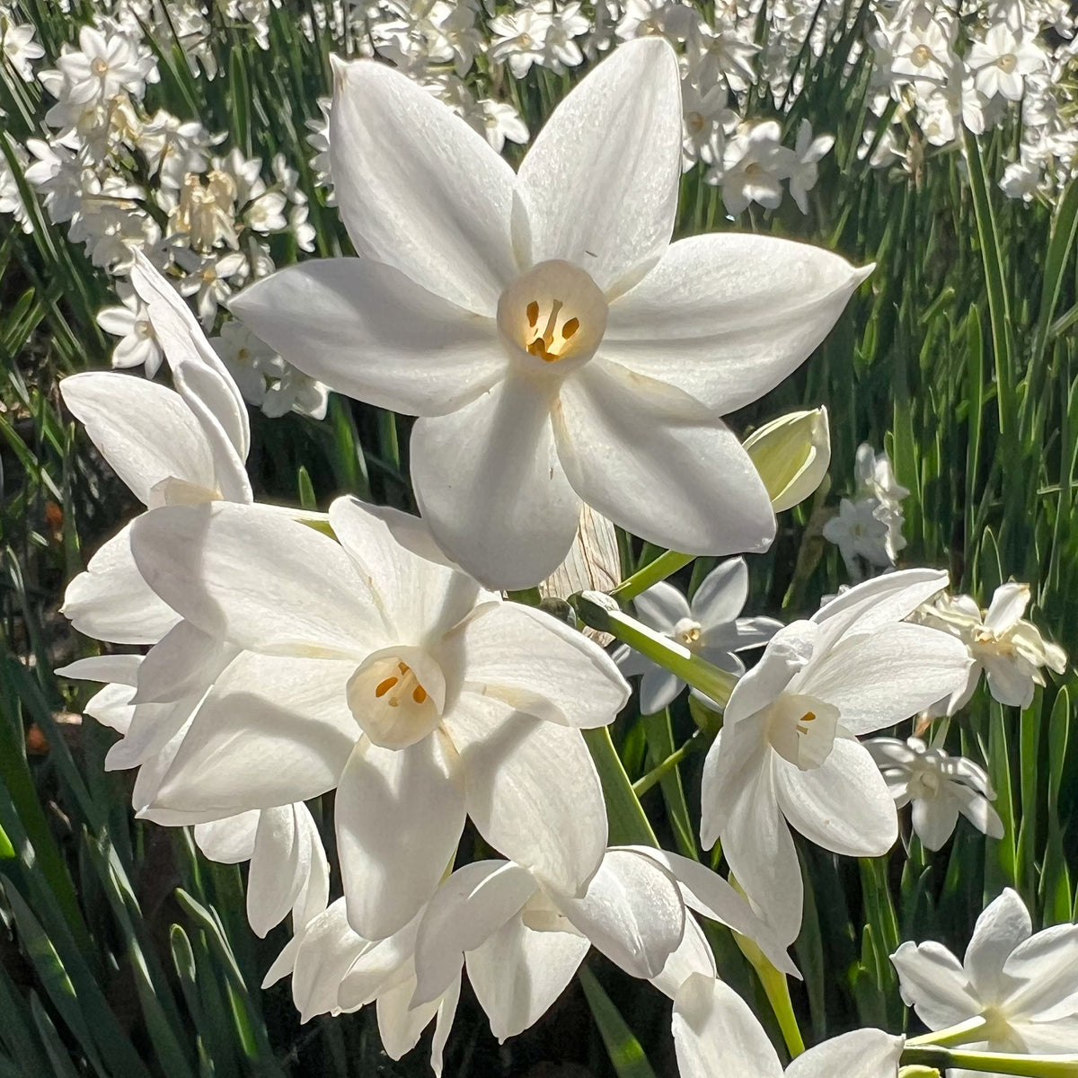 Narcisse Paperwhite - Narcissus Paperwhite - Willemse