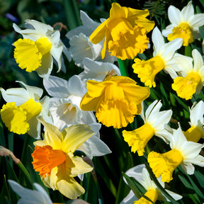 Narcissus, Tulipa Purple Priince, Van Eijk, Apeldoorn's Elite - Bulbes de printemps pour massif arc-en-ciel  - Bulbes à floraison printanière