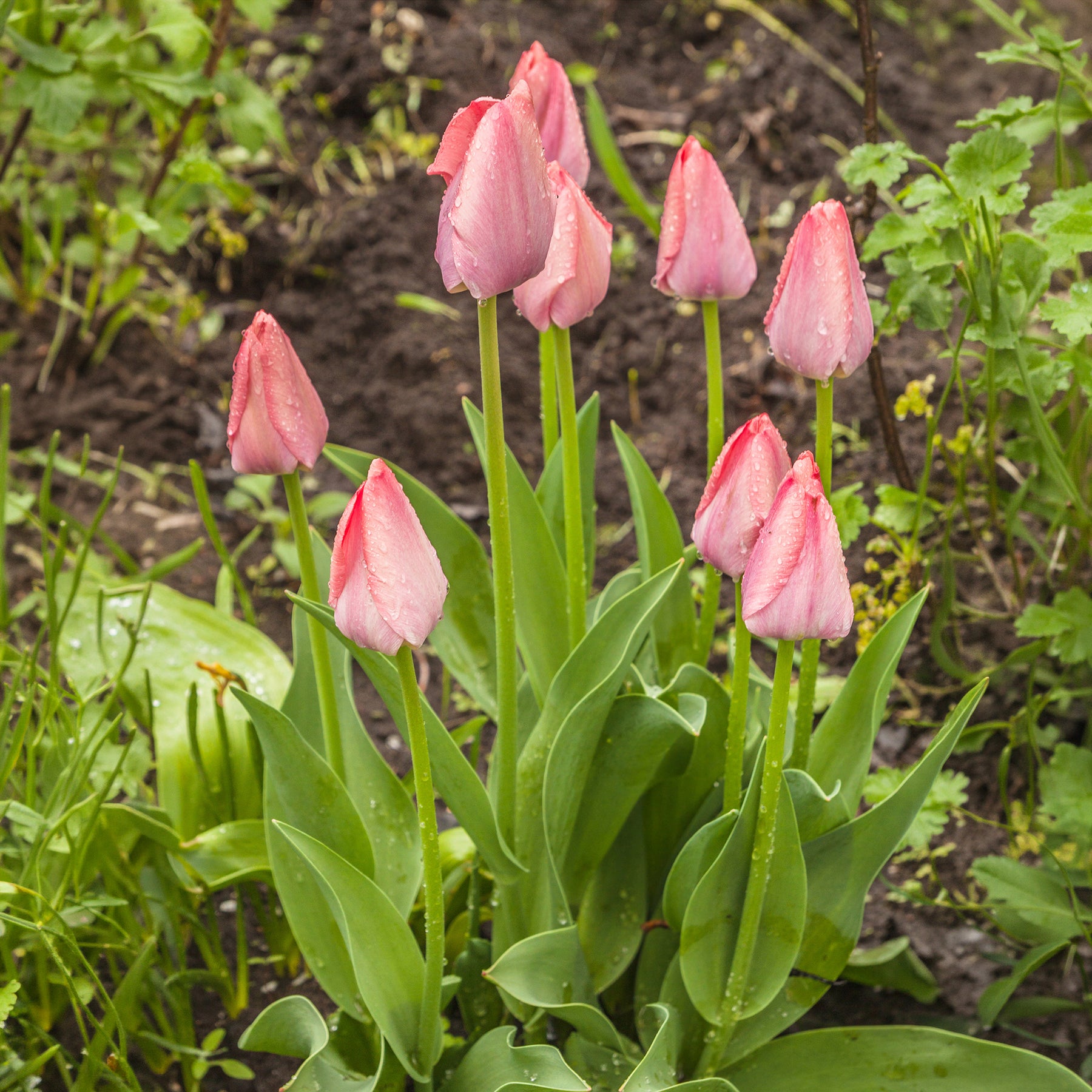 Vente Bulbes de printemps pour massif arc-en-ciel  - Narcissus, Tulipa Purple Priince, Van Eijk, Apeldoorn's Elite