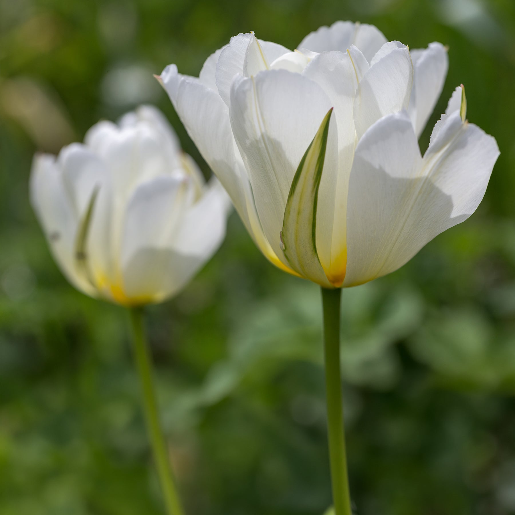 Bulbes à floraison printanière - Bulbes de printemps pour massif rouge et blanc  - Narcissus Ice Follies, Pusckina alba, Tulipa Apeldoorn, Exotic Emperor, Seadov