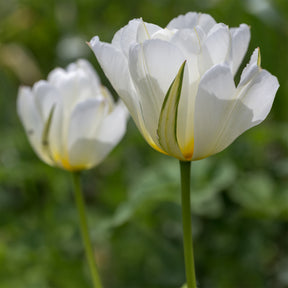 Bulbes à floraison printanière - Bulbes de printemps pour massif rouge et blanc  - Narcissus Ice Follies, Pusckina alba, Tulipa Apeldoorn, Exotic Emperor, Seadov