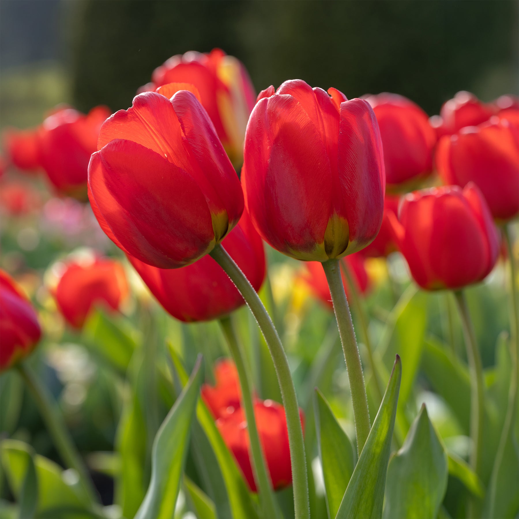 Bulbes de printemps pour massif rouge et blanc  - Narcissus Ice Follies, Pusckina alba, Tulipa Apeldoorn, Exotic Emperor, Seadov - Willemse