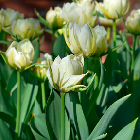 Vente Bulbes de printemps pour massif rouge et blanc 