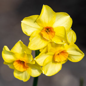 Vente Bulbes de printemps pour massif jaune et orange  - Tulipa Orange Breeze, Blushing Apeldorn, Appeldorn's Elite, Narcissus Martinette