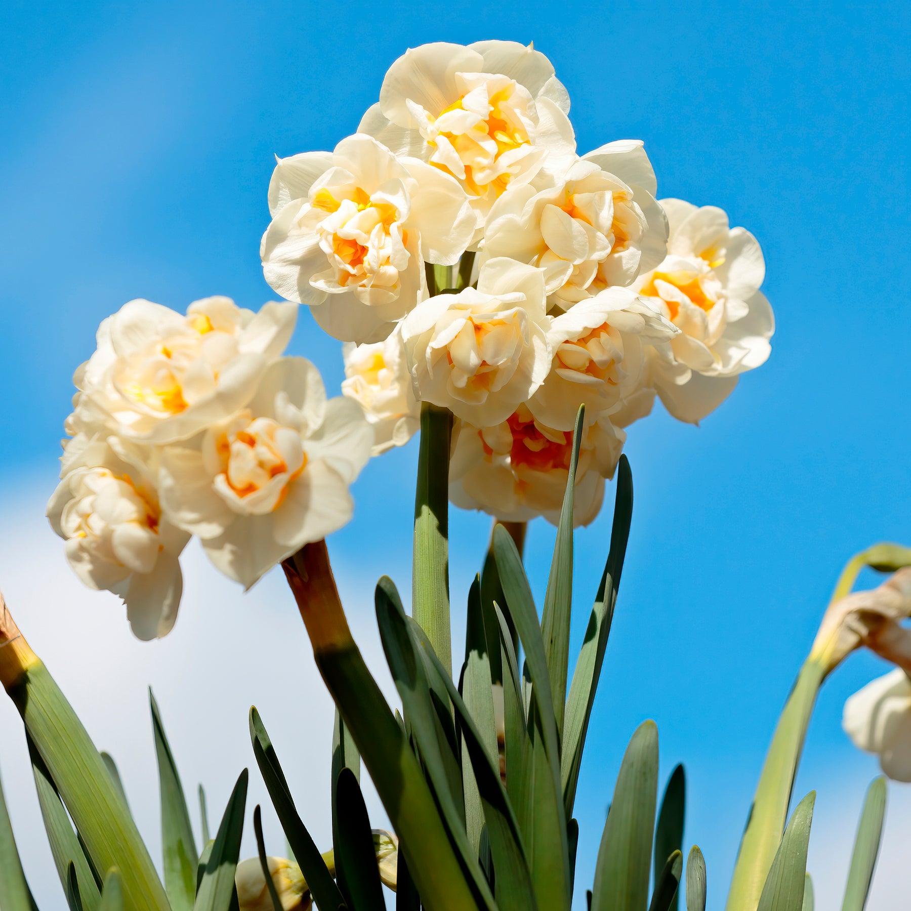 Tulipe Van Eijk & Narcisse Bridal Crown - Tulipa Van Eijk, Narcissus Bridal Crown - Willemse