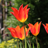 Tulipe Ballerina - Willemse