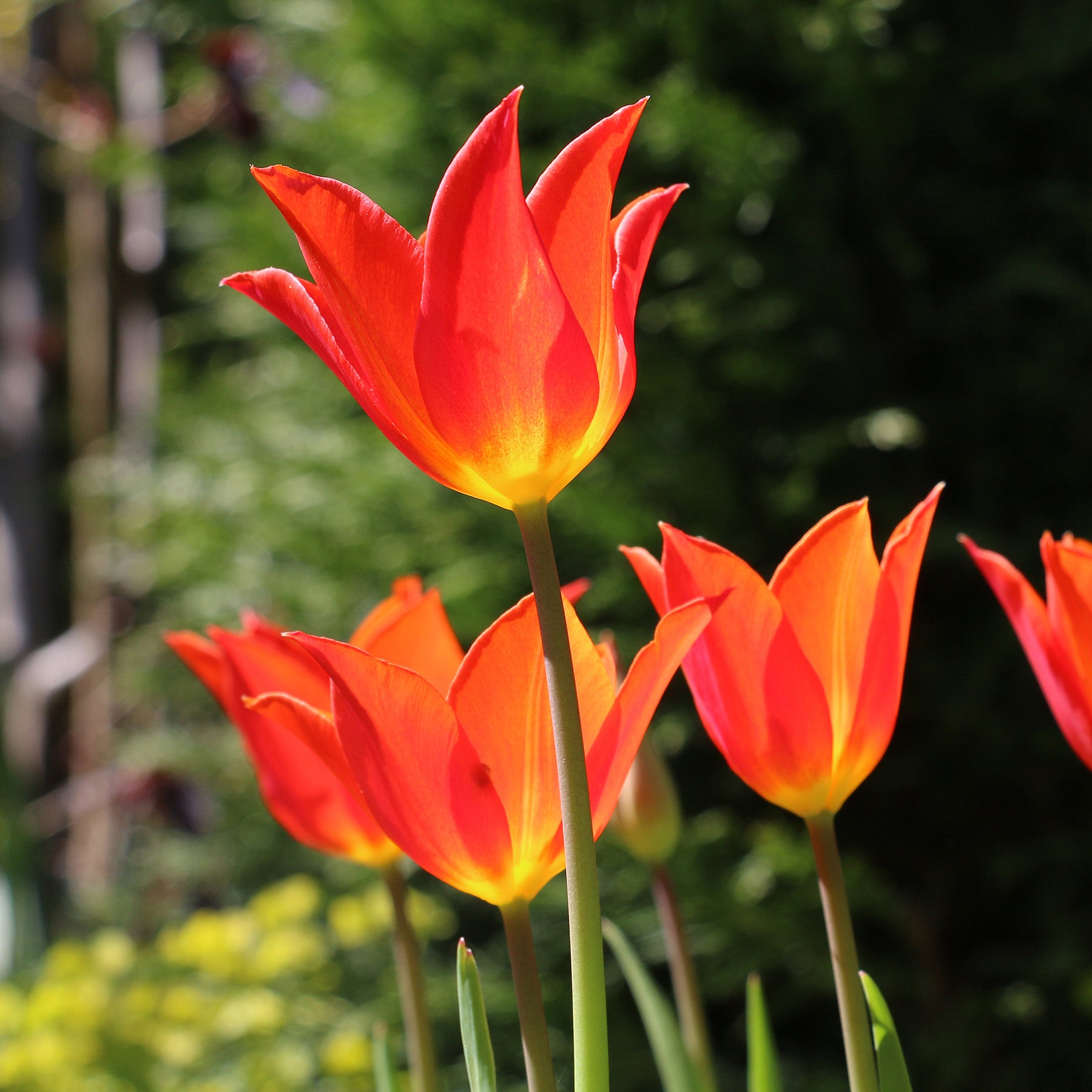 Tulipe Ballerina - Willemse