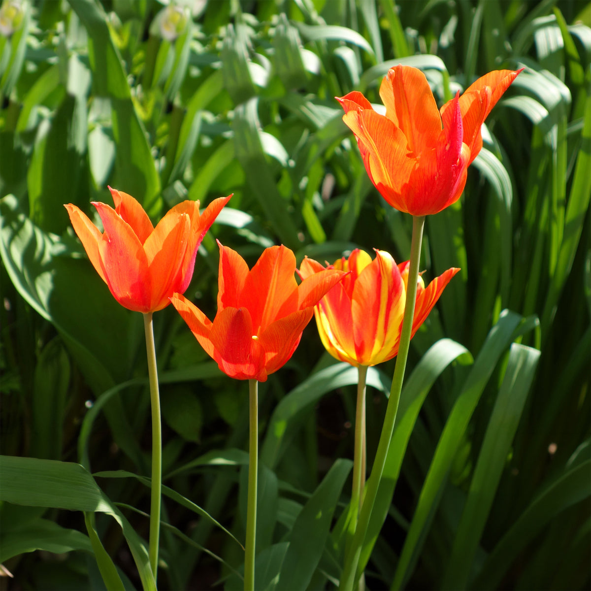 Tulipe Ballerina -  - Willemse