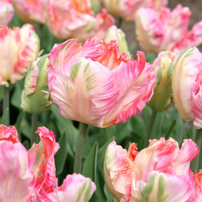 Tulipa Pink Vision - Tulipe Parrot Pink Vision - 
