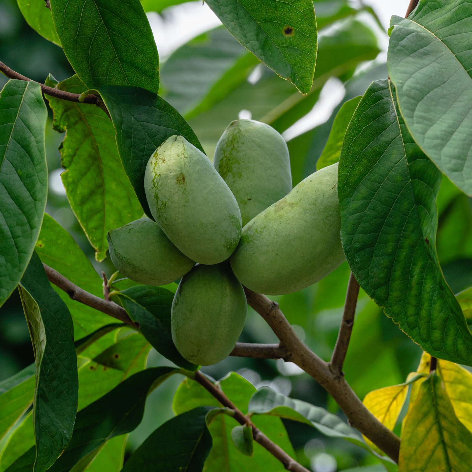 Arbres fruitiers exotiques - Asiminier - Pawpaw - Asimina triloba