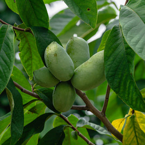 Arbres fruitiers exotiques - Asiminier - Pawpaw - Asimina triloba