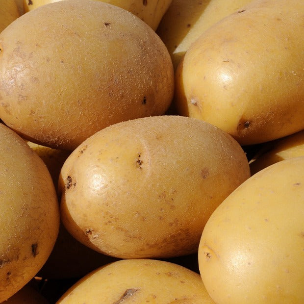 25 Pommes de terre Caesar - Solanum tuberosum caesar - Plants de Pommes de Terre