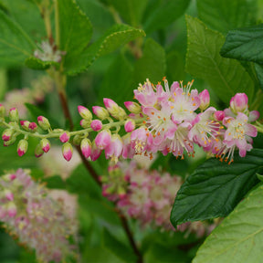 Clethra alnifolia Pink Spire - Clethra Flèche rose - Arbustes à fleurs