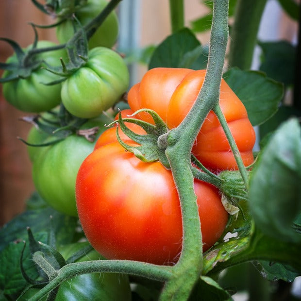 Comment faire ses propres graines de tomates ? - Gamm vert