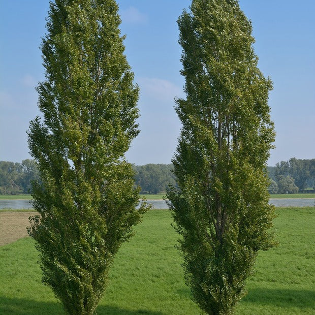 Peuplier noir d'Italie - Populus nigra italica - Plantes