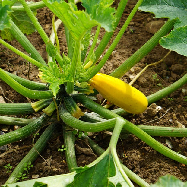 Courgette Soleil F1 - Cucurbita pepo soleil f1 - Willemse