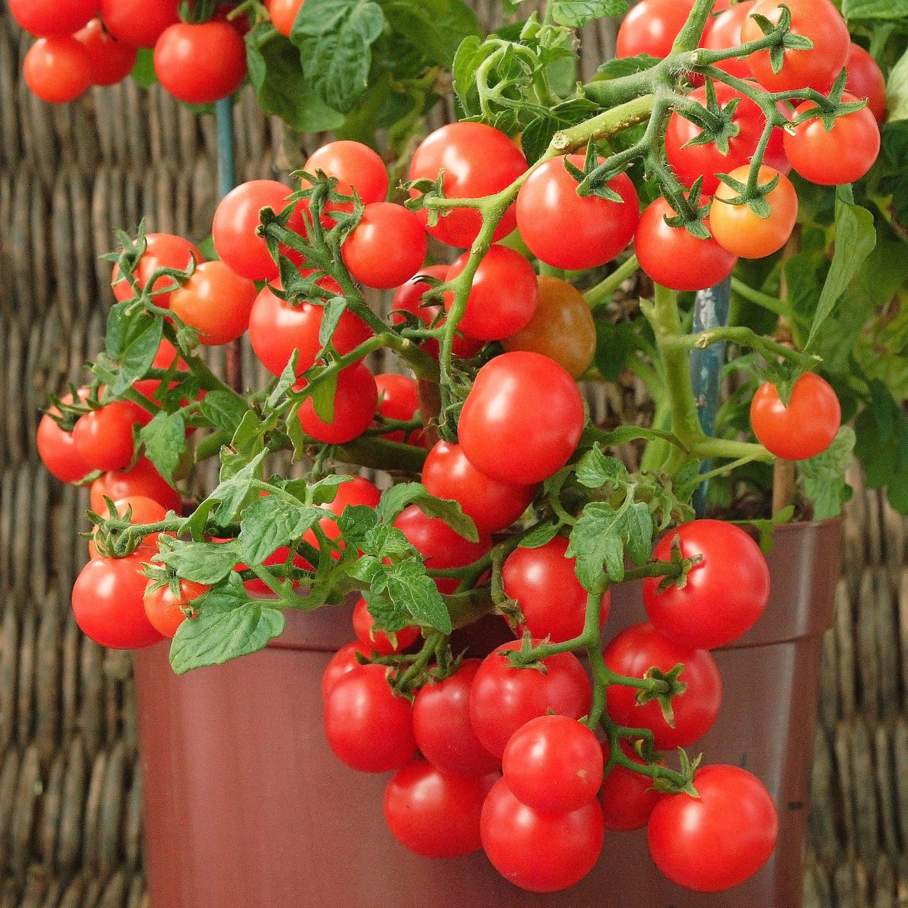 Tomate-cerise pour pot Minibel - Lycopersicon lycopersicum minibel - Willemse