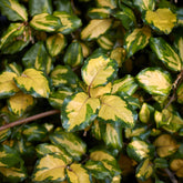 Eleagnus Pungens maculata - Willemse