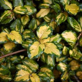 Eleagnus Pungens maculata - Willemse