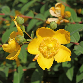 Hypericum hidcote - Millepertuis arbustif - Millepertuis - Hypericum