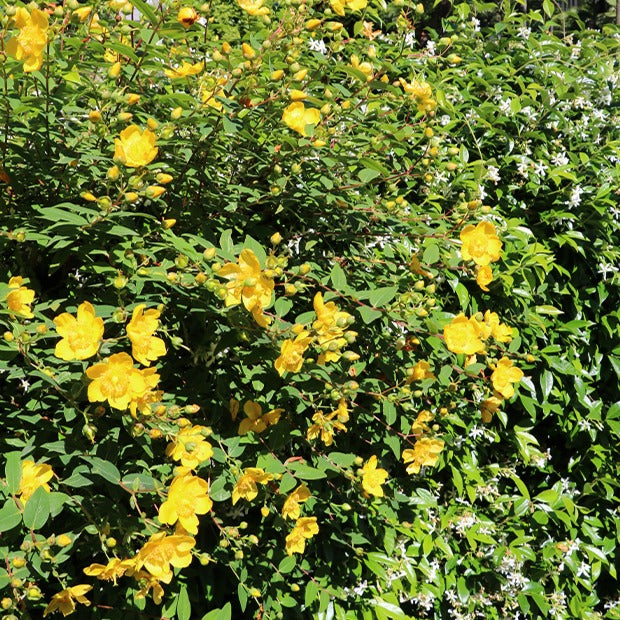 Millepertuis arbustif - Hypericum hidcote - Plantes