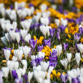 50 Crocus botaniques en mélange