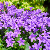 Campanule des murailles - Willemse