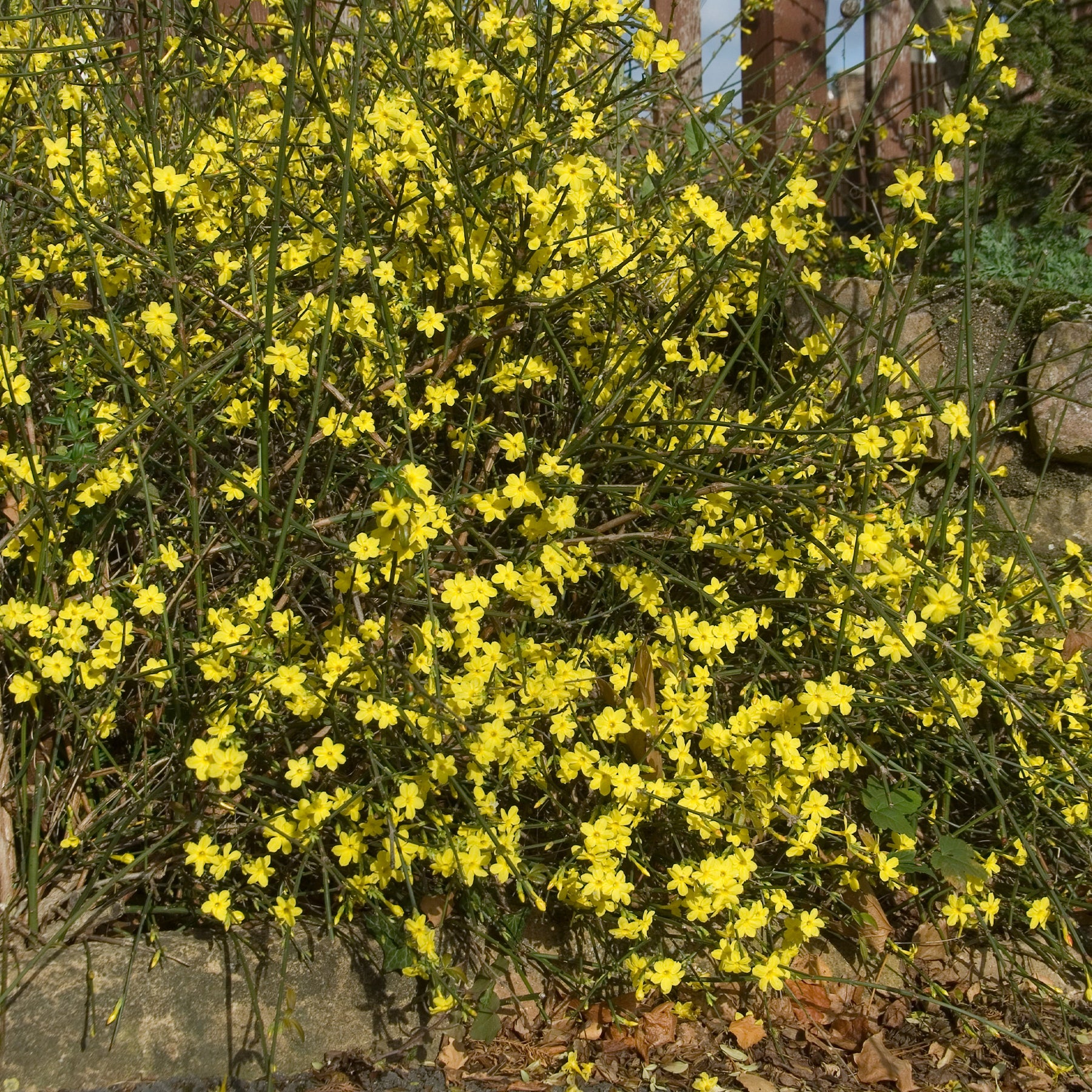 Jasmin d'hiver - Willemse