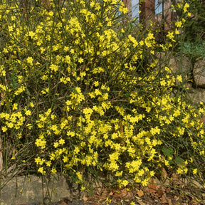 Jasmin d'hiver - Willemse