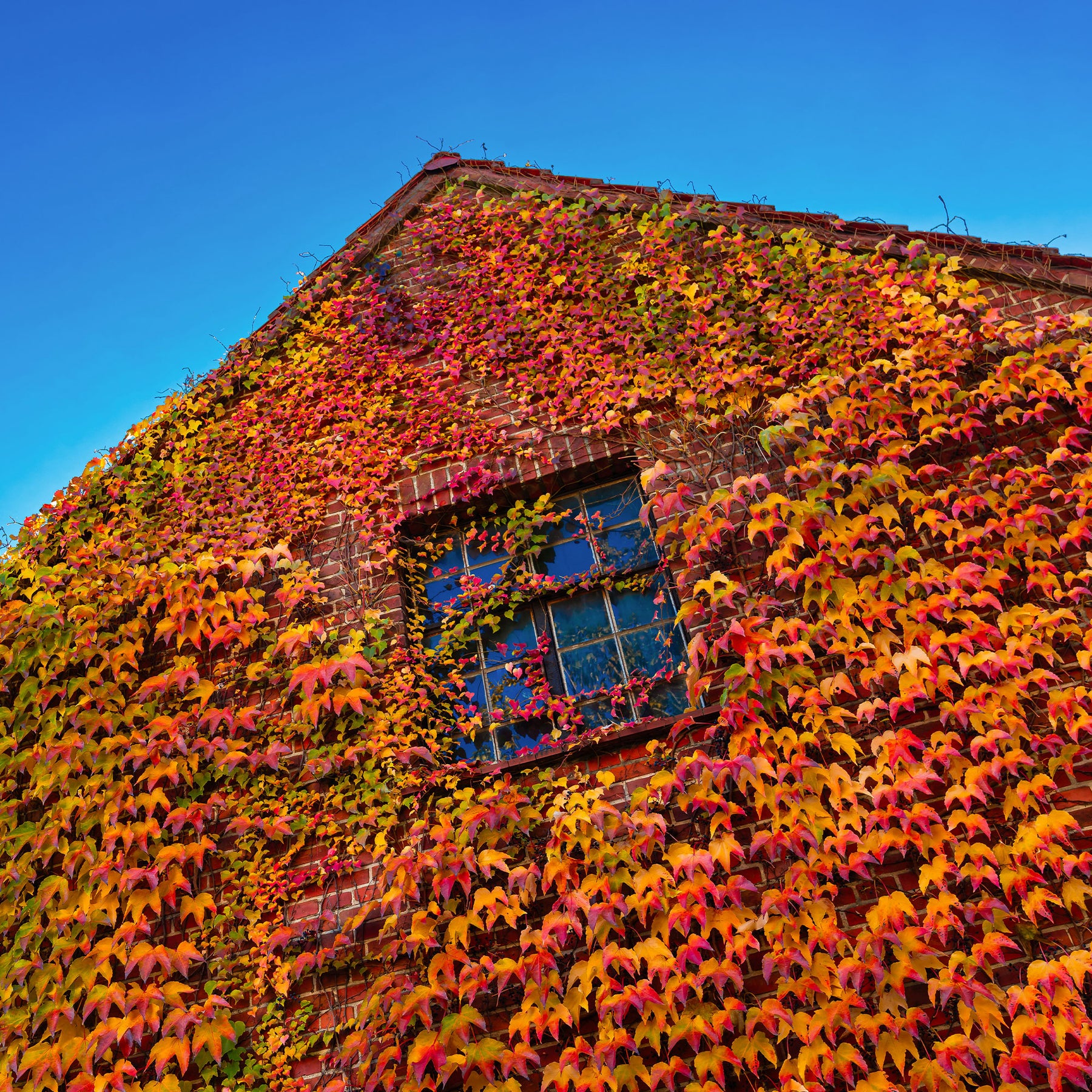 Parthenocissus tricuspidata veitchii - Vigne vierge - Vigne vierge