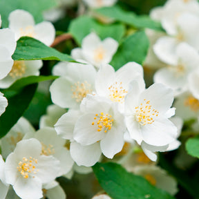 Seringat virginal - Philadelphus