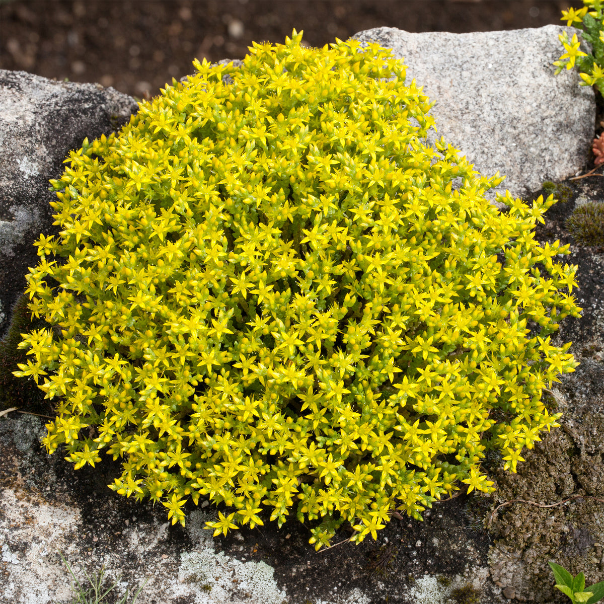 2 Sedum acre - Poivre des murailles - Sedum acre - Willemse