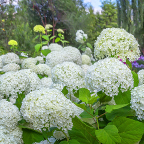 Hortensia Annabelle