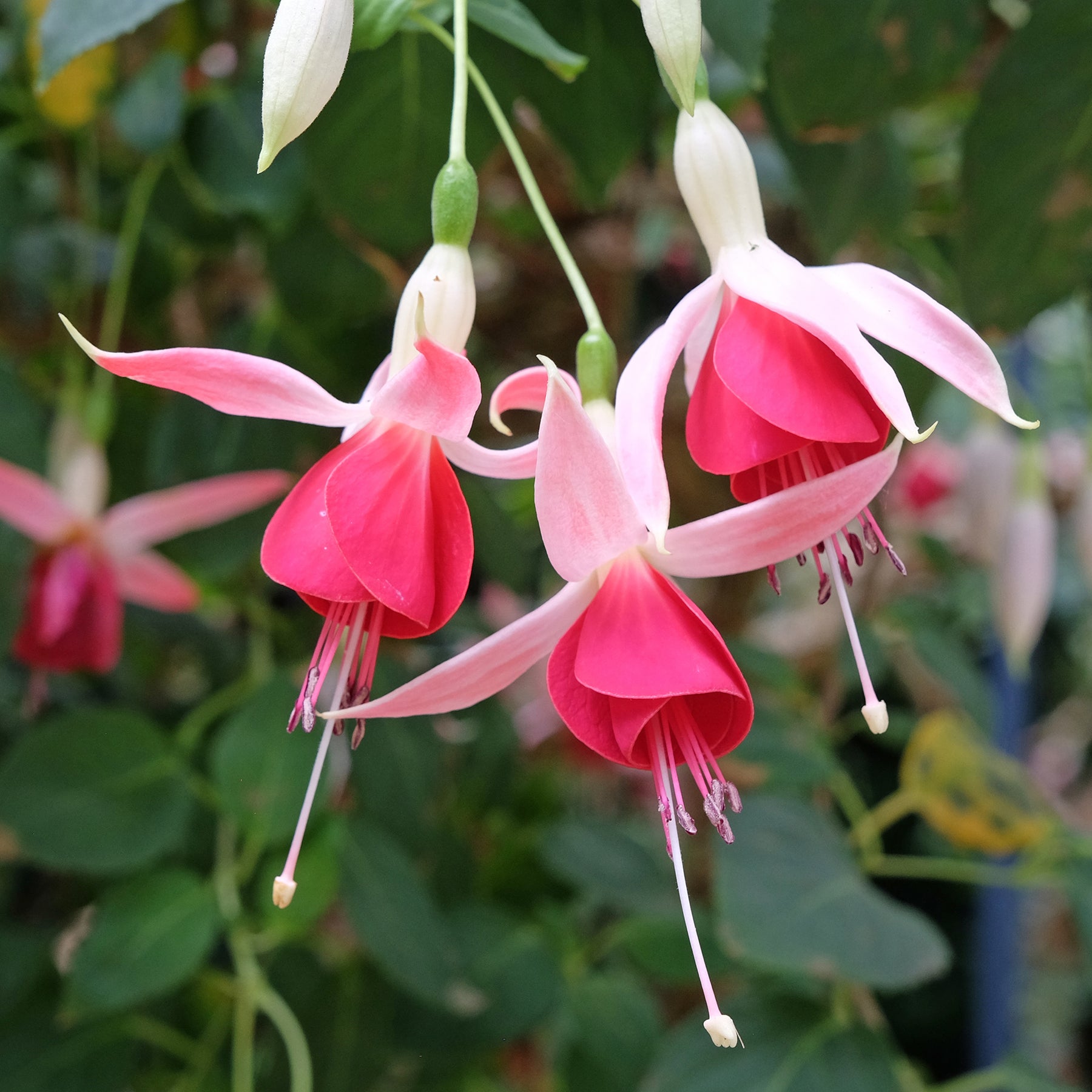 3 Fuchsias Celia Smedley - Willemse