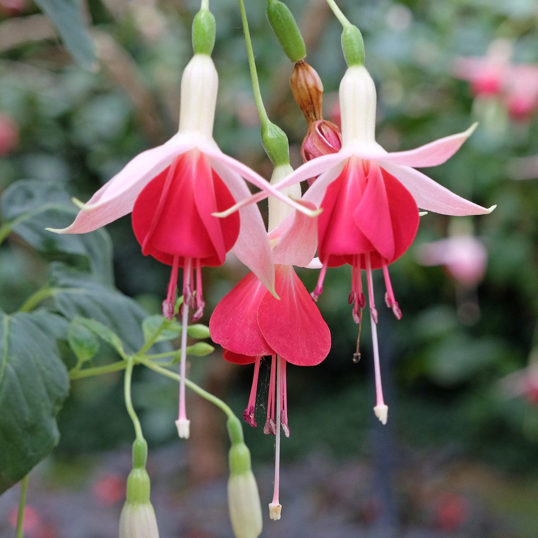 Fuchsia Celia Smedley - 3 Fuchsias Celia Smedley - Fuchsia
