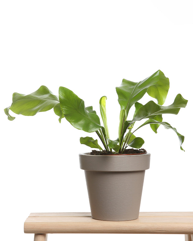 Fougère scolopendre - Asplenium scolopendrium - Plantes d'intérieur