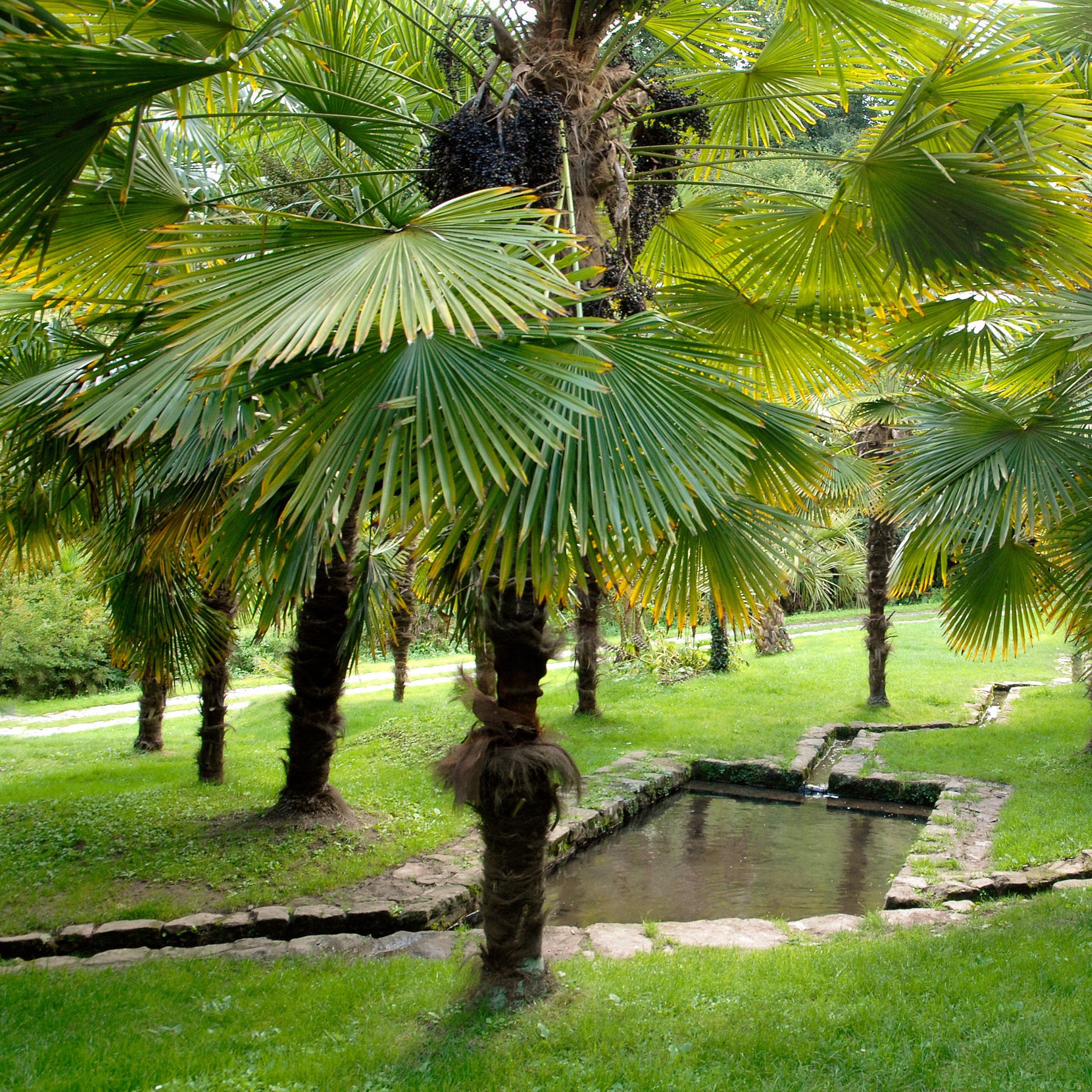 Trachycarpus fortunei - Palmier de Chine - Palmier