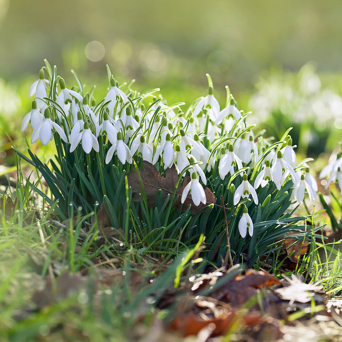 25 Perce-neige simples