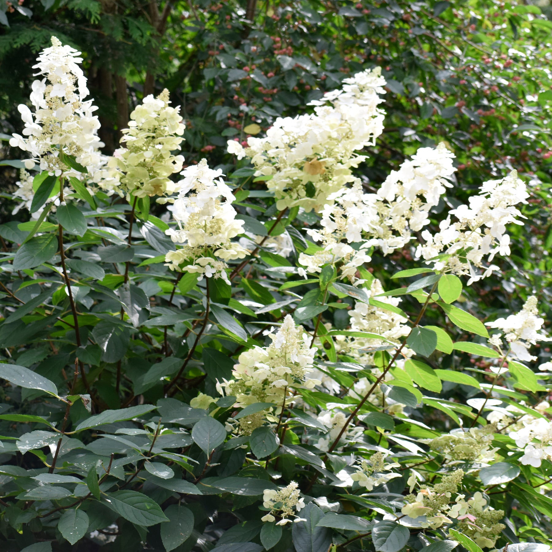 Un Hortensia blanc en cadeau - Hydrangea paniculata Grandiflora - Willemse