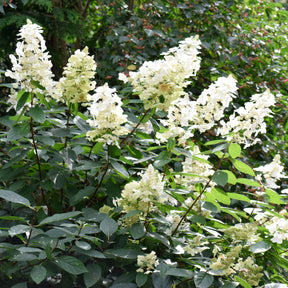 Un Hortensia blanc en cadeau - Hydrangea paniculata Grandiflora - Willemse