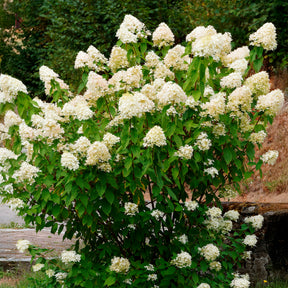Hydrangea paniculata Grandiflora - Un Hortensia blanc en cadeau - Cadeaux