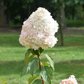 Cadeaux - Un Hortensia blanc en cadeau - Hydrangea paniculata Grandiflora