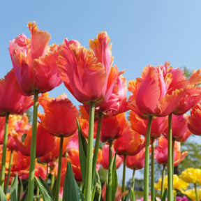 7 Tulipes perroquets Amazing Parrot - Willemse