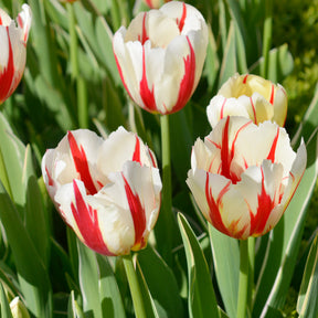 8 Tulipes Love Circle - Tulipa love circle - Willemse