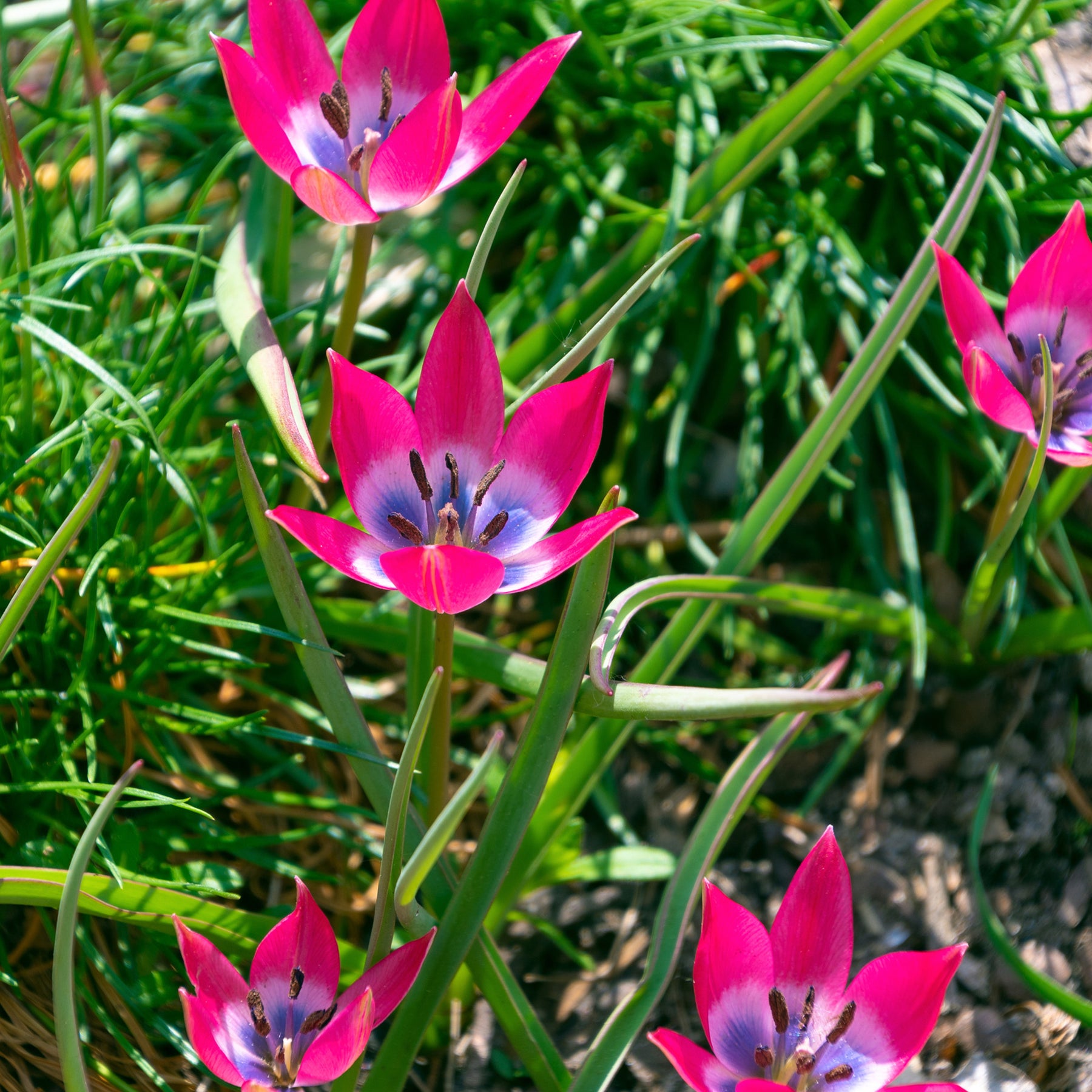10 Tulipes botaniques Little Beauty - Willemse